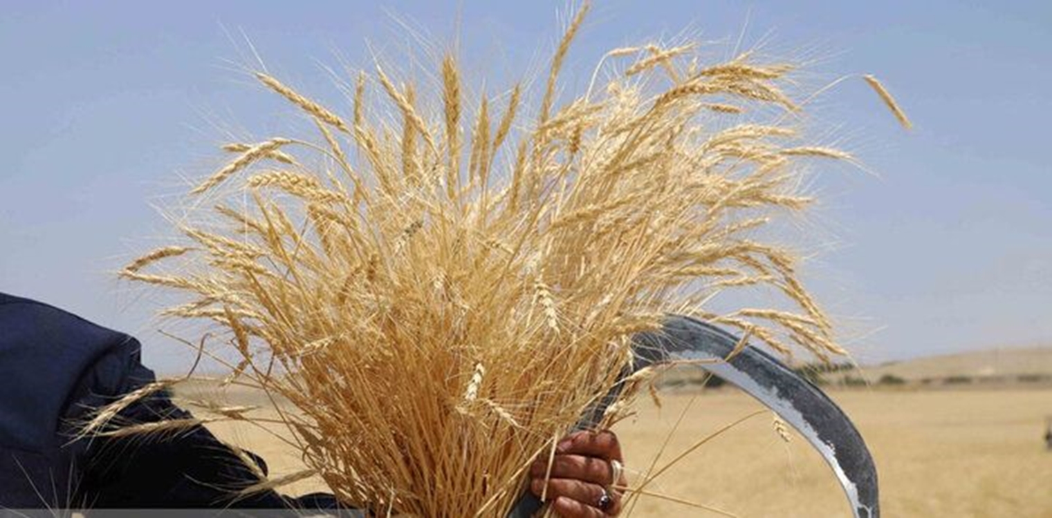 آغاز برداشت گندم و جو از دیمزارهای گیلان
 