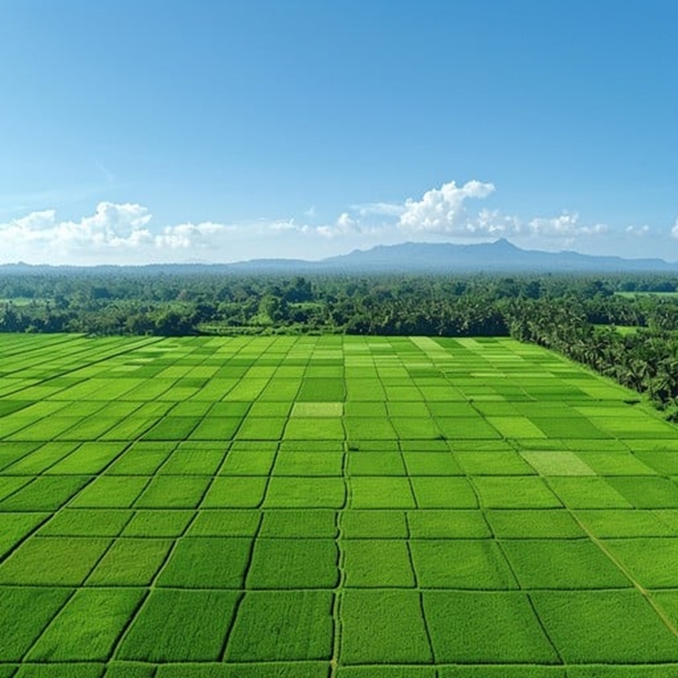 verdant-rice-fields-stockcake 