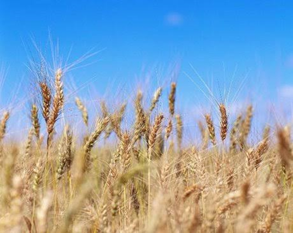 نخستین برداشت محصول جو در گیلان آغاز شد 