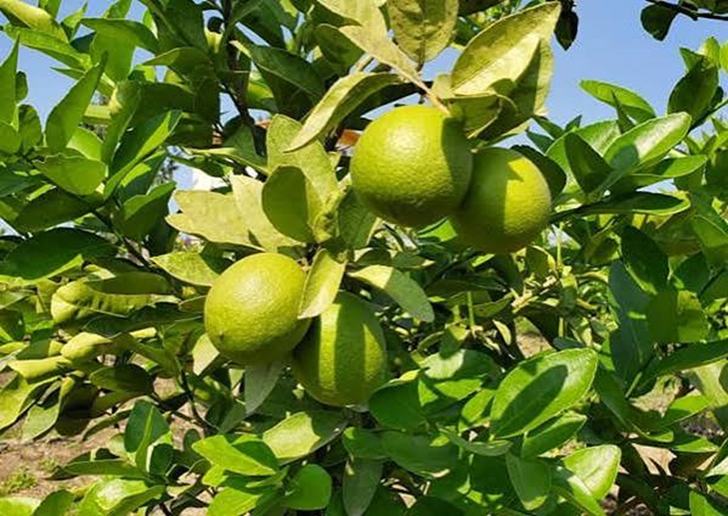 لیموترش 