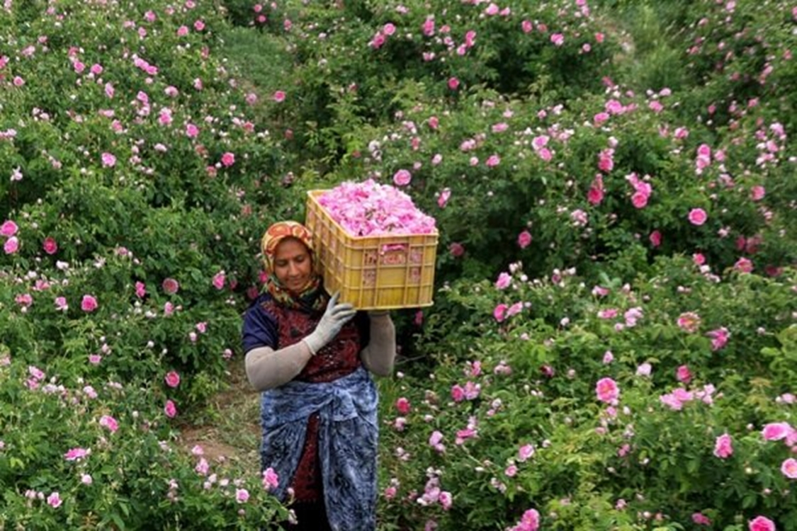 تولید بالغ بر ۱۰ هزار تنی انواع گیاهان دارویی در گیلان 